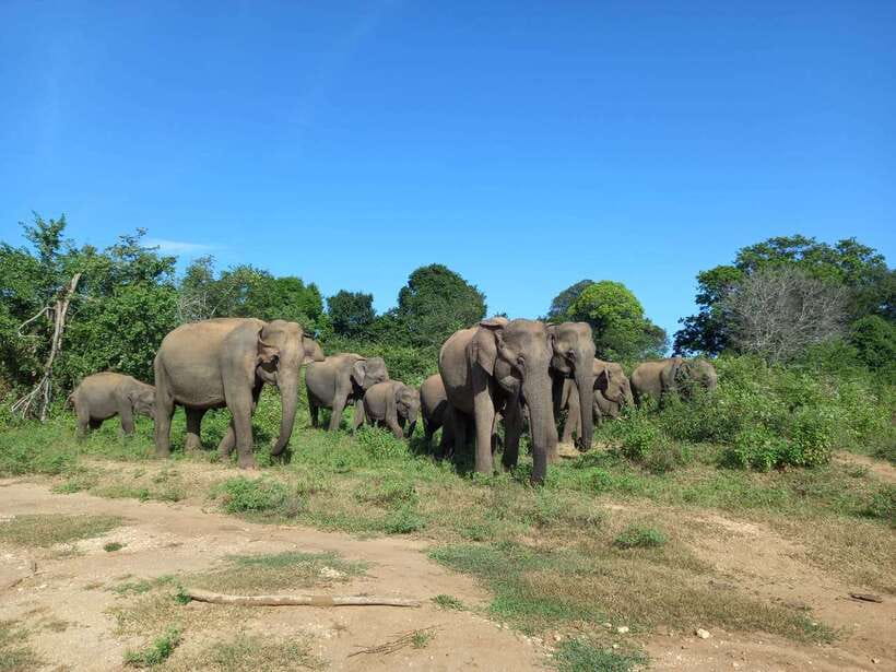 Udawalawe National Park: Elephant Safari with Expert Guide - The animals you may see beyond elephants