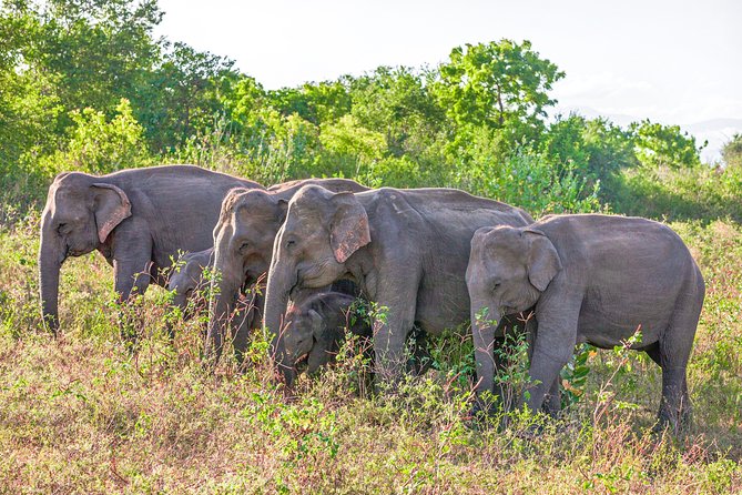 Udawalawe National Park Entrance Ticket with Private Safari - Why Udawalawe works so well for a first safari