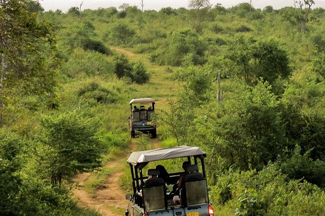 Udawalawe National Park Entrance Ticket with Private Safari - Crocodiles, birds, buffalo, and smaller animals