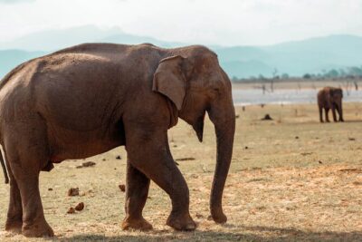 Udawalawe National Park Entrance Ticket with Private Safari