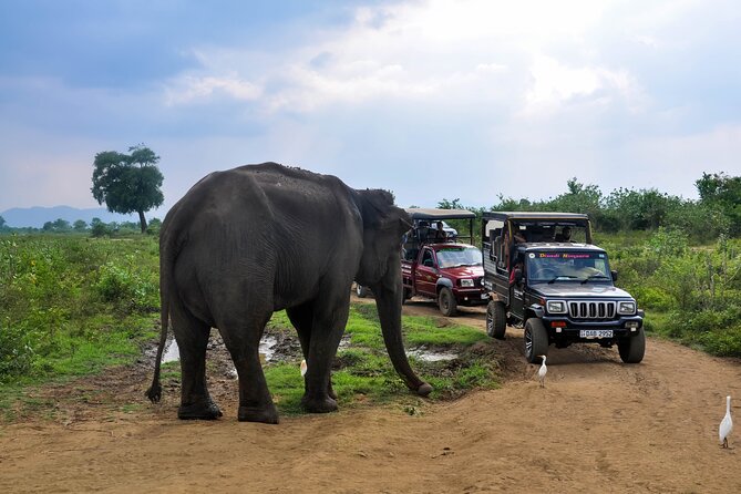 Udawalawe National Park Entrance Ticket with Private Safari - Is $27 good value?