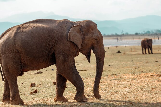 Udawalawe National Park Entrance Ticket with Private Safari - Finding elephants in the open plains