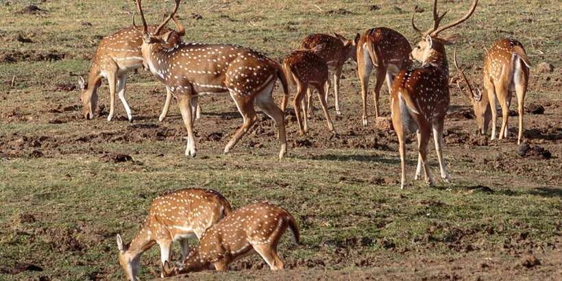 Udawalawe National Park Private Full-Day Safari - The morning start and meeting point