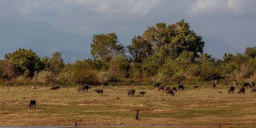 Udawalawe National Park Private Full-Day Safari - What the guide adds to the experience