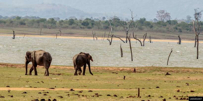 Udawalawe National Park Private Full-Day Safari - Is $50 a good value?
