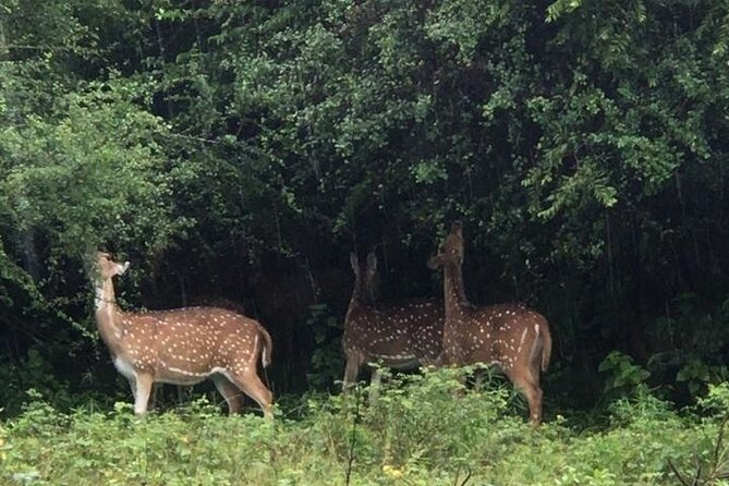Udawalawe National Park Private Safari Tour - Why Udawalawe is about more than elephants