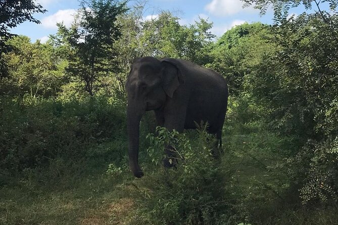 Udawalawe National Park Private Safari Tour - Looking beyond the elephant herds