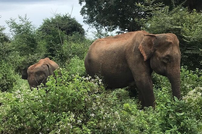 Udawalawe National Park Private Safari Tour - The guide’s role in making the safari work
