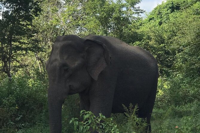 Udawalawe National Park Private Safari Tour - What the private format is worth at $28