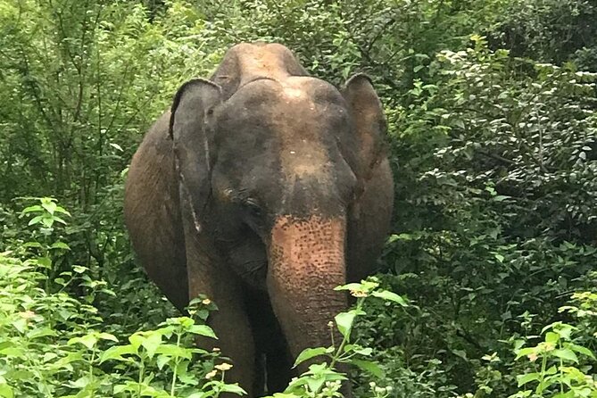 Udawalawe National Park Private Safari Tour - What the four-hour jeep safari feels like