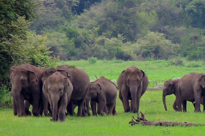 Udawalawe National Park Safari - Why Udawalawe works well for a short safari