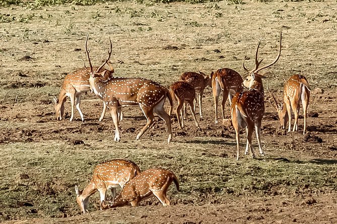 Udawalawe National Park Safari - What the $27 price really covers