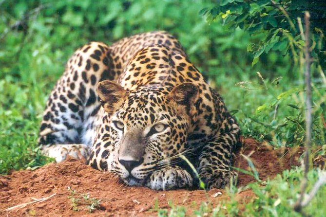 Udawalawe National Park Safari - Who will enjoy this safari most