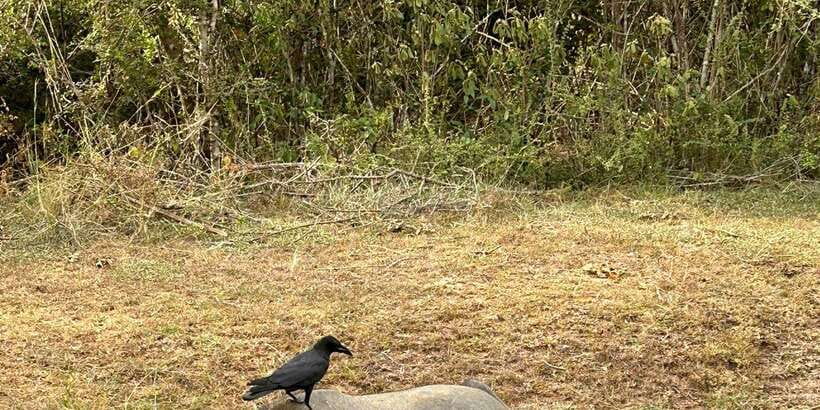 Udawalawe National Park Safari and Elephant Transit Home - Key points to know before booking