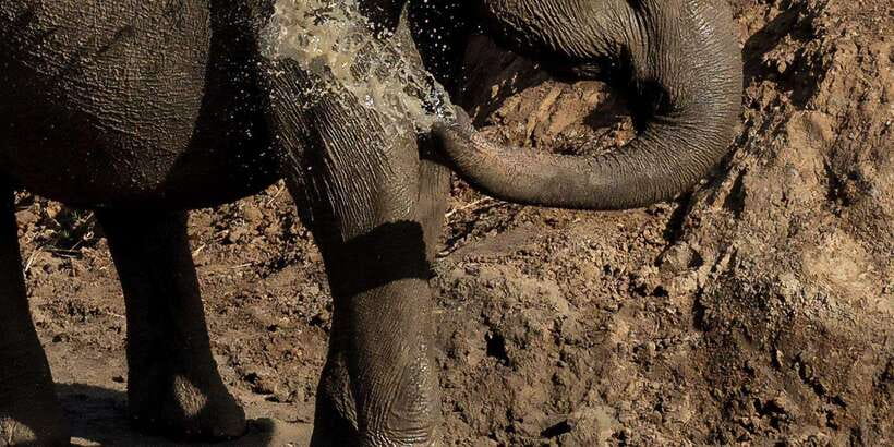 Udawalawe National Park Safari and Elephant Transit Home - Why Udawalawe is a strong safari choice