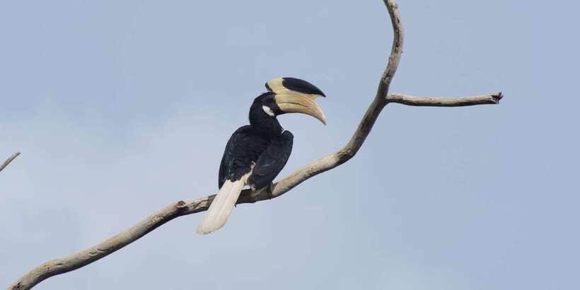 Udawalawe National Park Safari and Elephant Transit Home - What the private jeep changes