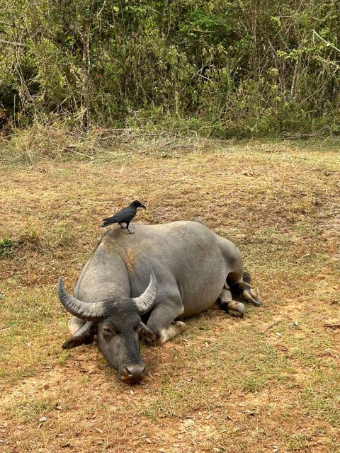 Udawalawe National Park Safari and Elephant Transit Home - Who will enjoy this safari most