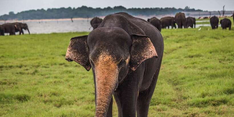 Udawalawe: National park safari & Elephant Transit Home Tour - Should you book the Udawalawe safari?