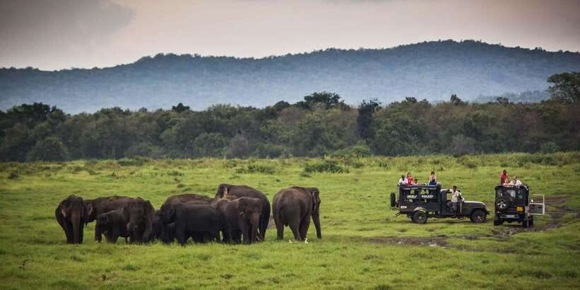 Udawalawe: National park safari & Elephant Transit Home Tour - Who should book this safari