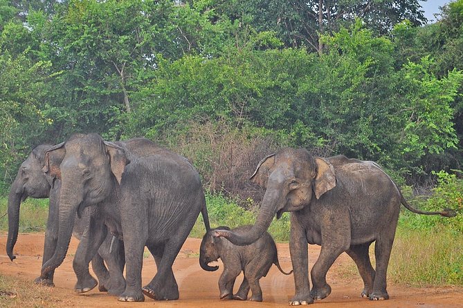 Udawalawe National Park Safari from Bentota - The park-entry fee needs clarification