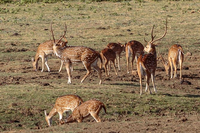 Udawalawe National Park Safari from Bentota - How the price works for couples and groups
