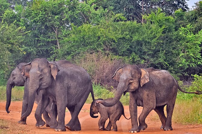Udawalawe National Park Safari from Galle - Why Udawalawe makes sense from Galle