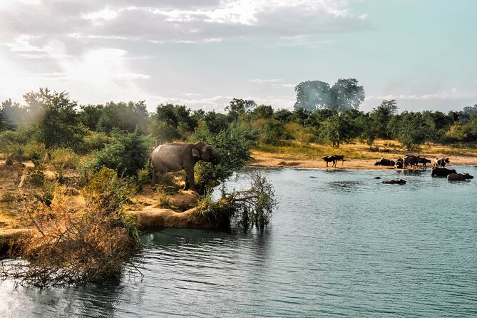 Udawalawe National Park Safari from Galle - Three hours among elephants and marshes