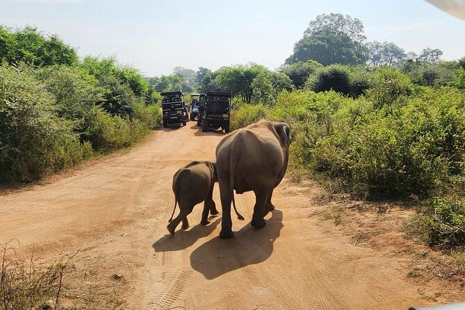 Udawalawe National Park Safari | From Hambantota Port - What the private format changes