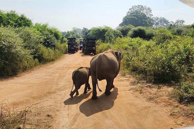 Udawalawe National Park Safari | From Hambantota Port - What is included, and what you still need