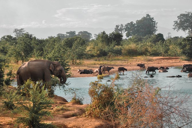 Udawalawe National Park Safari from Mirissa - Three hours among elephants and birds