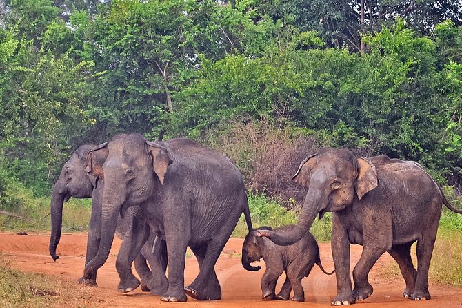 Udawalawe National Park Safari from Mirissa - Who should book this outing?