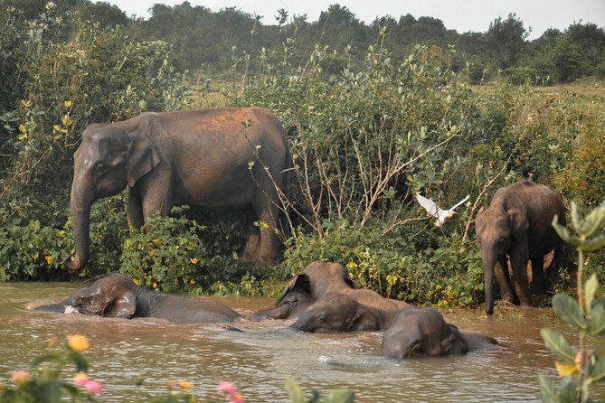 Udawalawe National Park Safari from Unawatuna - What to pack for the road and park