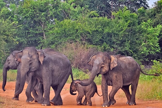 Udawalawe National Park Safari from Weligama - What makes the elephant sightings special