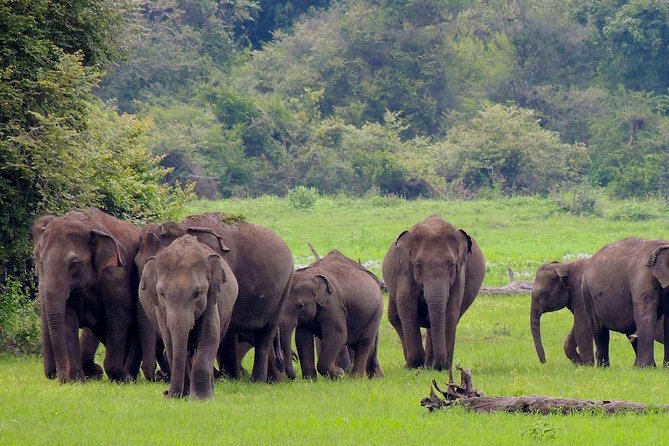 Udawalawe National Park Safari from Weligama - Three hours among elephants at Udawalawe