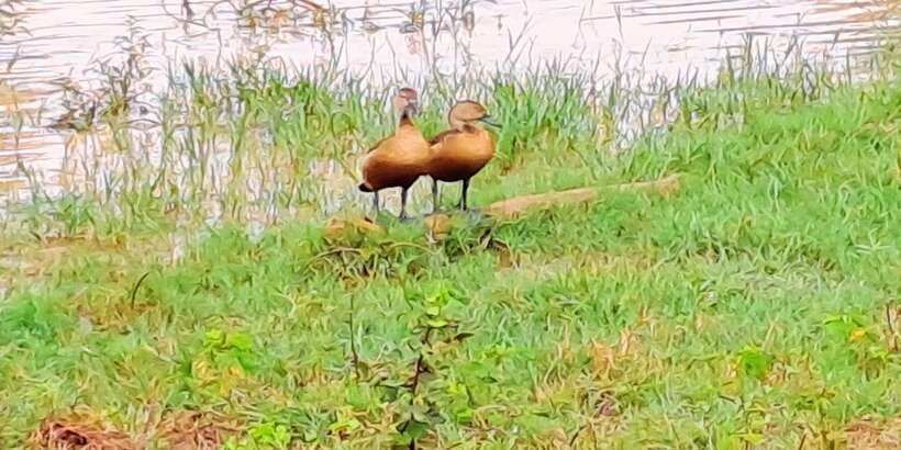 Udawalawe National Park Safari Tour - Best starting towns and return options