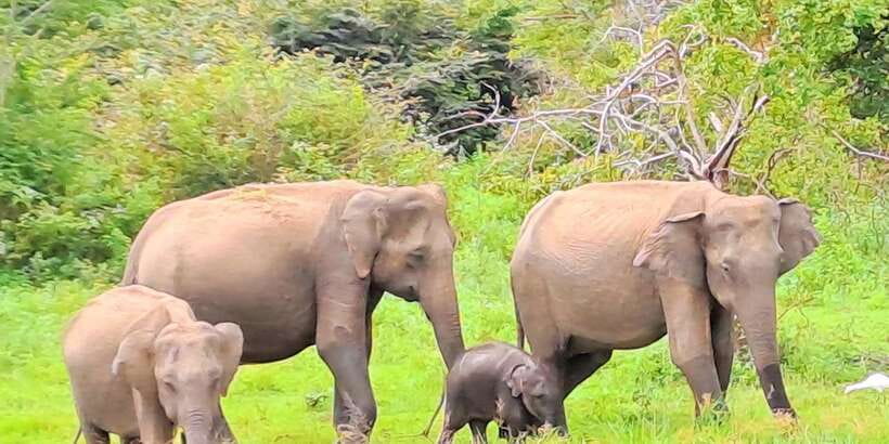 Udawalawe National Park Safari Tour - Why Udawalawe works so well for elephant watching