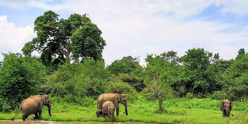 Udawalawe National Park Safari Tour - Watching elephants behave like elephants