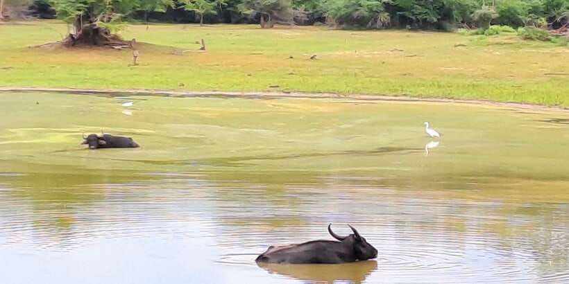 Udawalawe National Park Safari Tour - A three to four hour safari is not for everyone