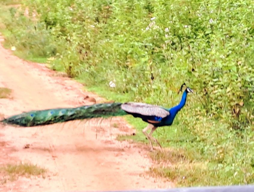 Udawalawe National Park Safari Tour - What the $110 price really covers