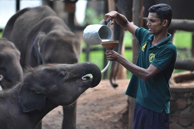 Udawalawe National Park Safari with Elephant Transit Home Visit - What the three-hour jeep safari feels like