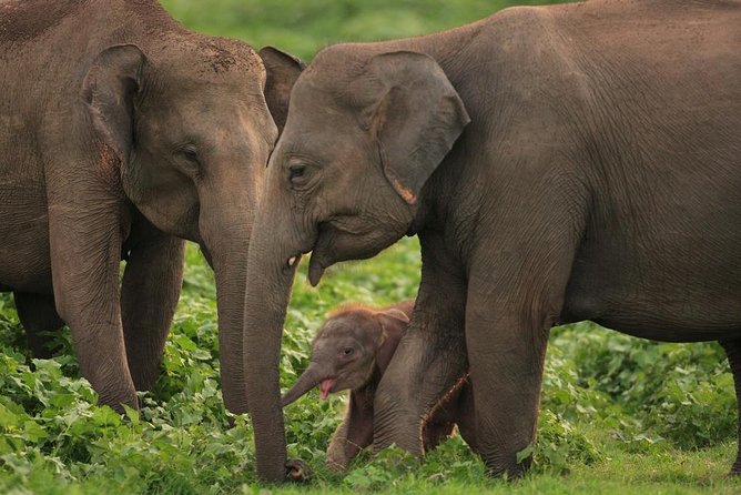 Udawalawe National Park Safari with Elephant Transit Home Visit - Timing, pickup, and the practical details