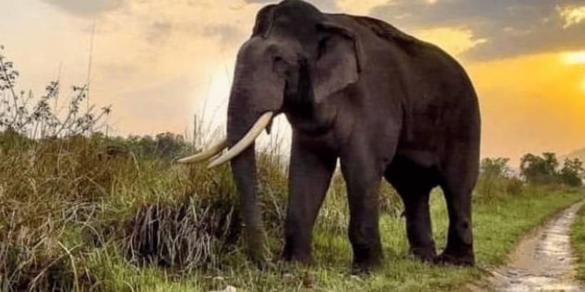 Udawalawe National Park: Safari with Experienced Driver - Why Udawalawe works so well for a short safari