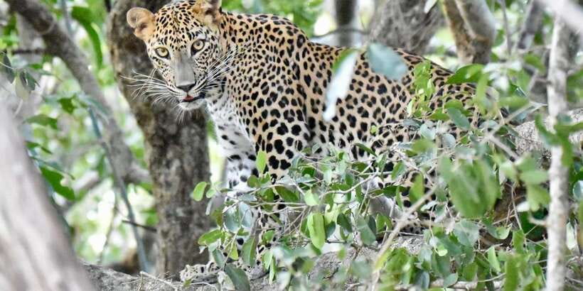 Udawalawe National Park: Safari with Experienced Driver - From Hotel Niwahana to the park gate