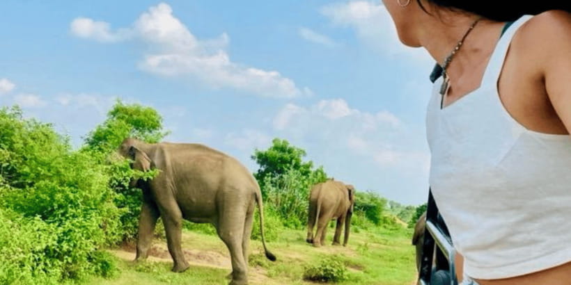 Udawalawe National Park: Safari with Experienced Driver - What you may see, from elephants to peacocks