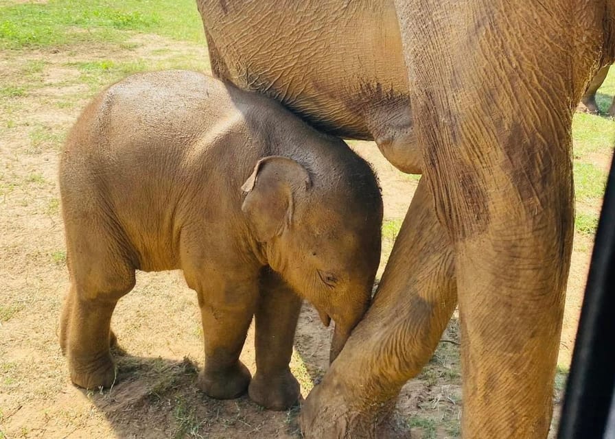 Udawalawe National Park: Safari with Experienced Driver - Morning or evening: choosing your safari time