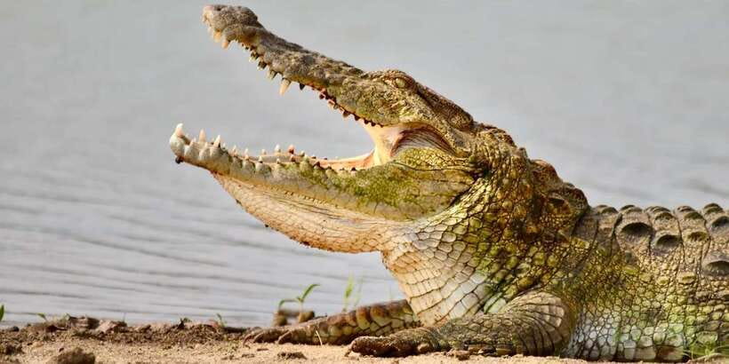 Udawalawe National Park: Safari with Experienced Driver - What the $20 price really covers