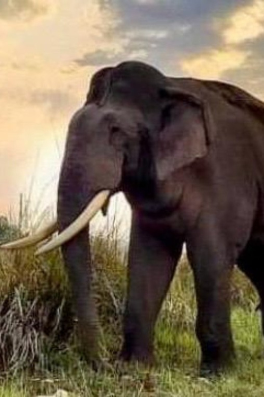 Udawalawe National Park: Safari with Experienced Driver - Who will get the most from this outing