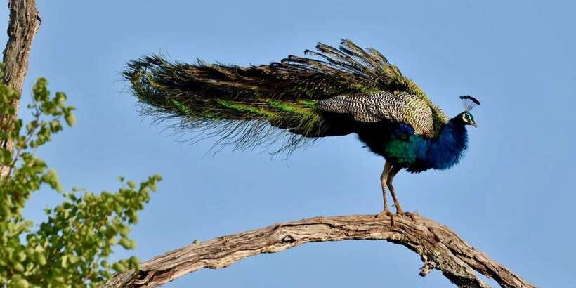 Udawalawe National Park: Safari with Experienced Driver - Should you book the Udawalawe safari?