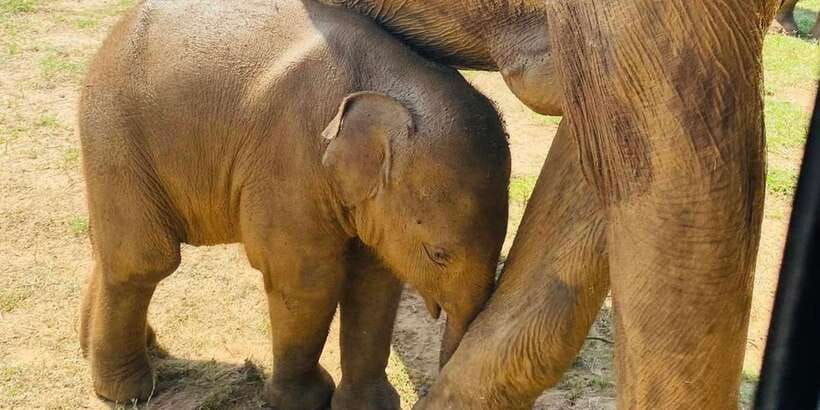 Udawalawe National Park: Safari with Experienced Driver - Three and a half hours inside Udawalawe