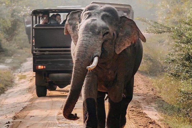 Udawalawe National Park Safari with Private Driver-Jeep and Enter ticket - Why Udawalawe works so well for a Jeep safari